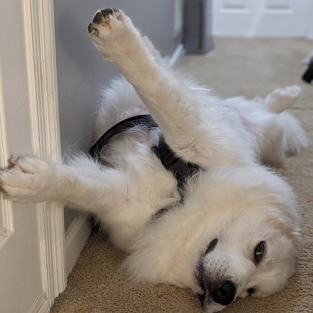 Meet your Posher, Karis